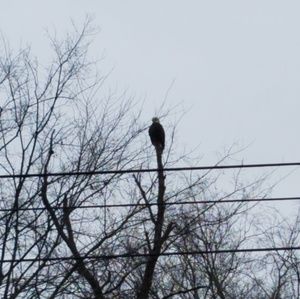 Meet your Posher, Christen